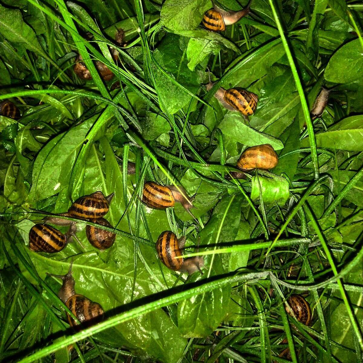 Allevamento Chioccioleria GIvolettese notturno Allevamento Chioccioleria Givolettese notturno