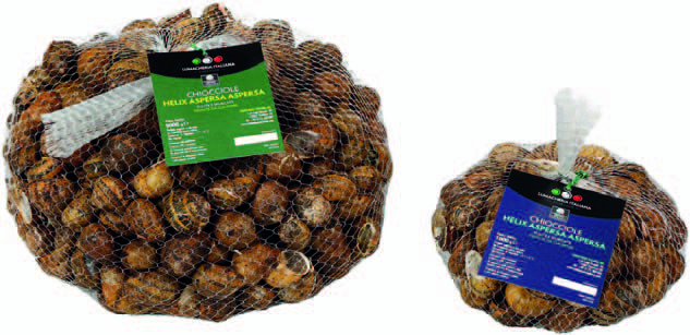 Helix Aspersa Aspersa Chioccioleria Givolettese