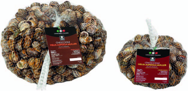 Helix Aspersa Muller Chioccioleria Givolettese