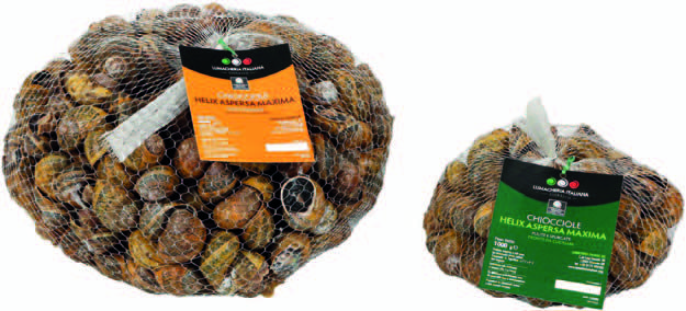 Helix Aspersa Maxima Chioccioleria Givolettese