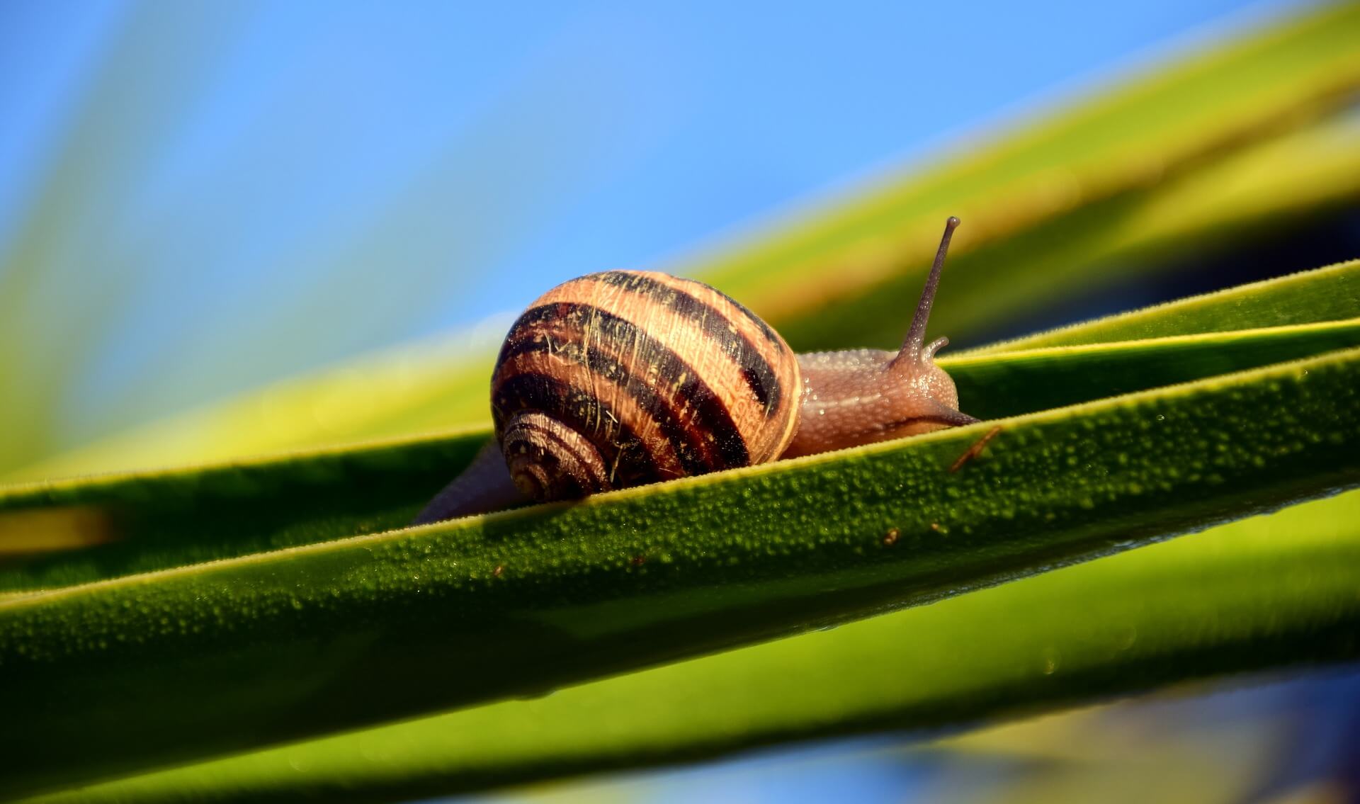 Metodo Cherasco Chioccioleria Givolettese Metodo Cherasco Chioccioleria Givolettese